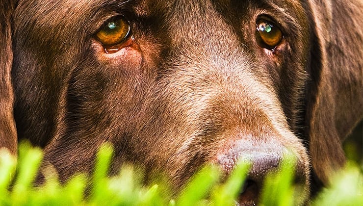 Why Gordon Tulley Allows Pets Burials